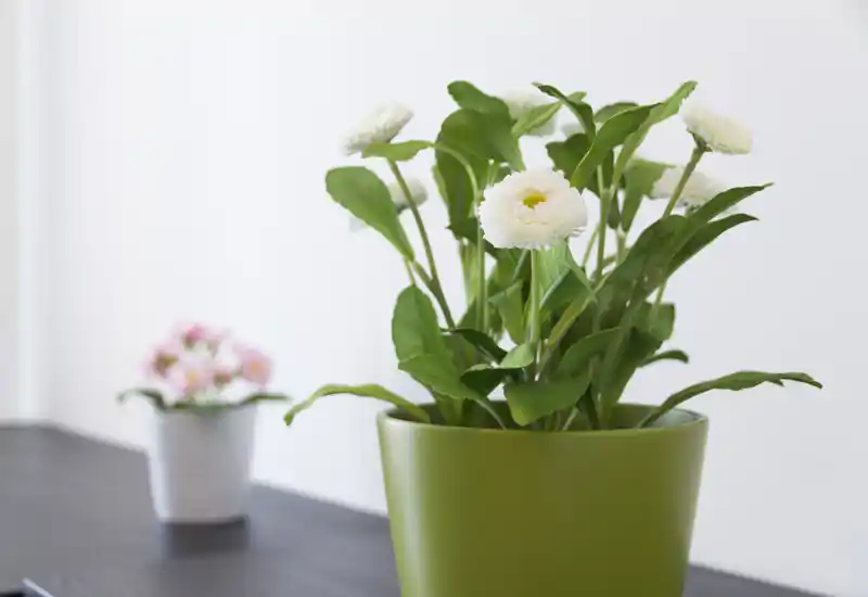 Close-up of a potted white daisy-like plant on a dark tabletop with a soft, blurred small pot in the background. The image is bright, minimal and suitable to illustrate decorative details in a rental listing.