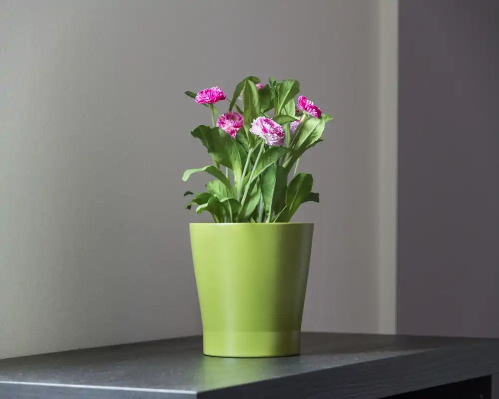 Primo piano di una pianta in vaso decorativa su un tavolino contro una parete neutra — utile come dettaglio ma non rappresenta una stanza specifica.