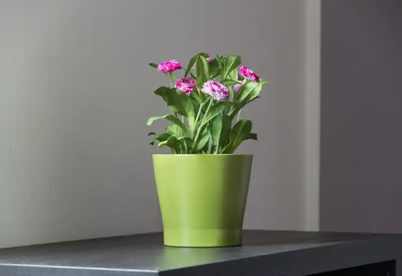 Plano cercano de una planta en maceta decorativa sobre una mesa contra una pared lisa: útil como detalle, pero no muestra una habitación específica.