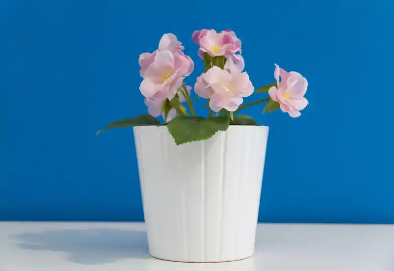 Gros plan d'une petite plante en pot aux fleurs roses dans un pot blanc sur un fond bleu vif — un accent décoratif adapté pour des mises en scène ou des visuels promotionnels.