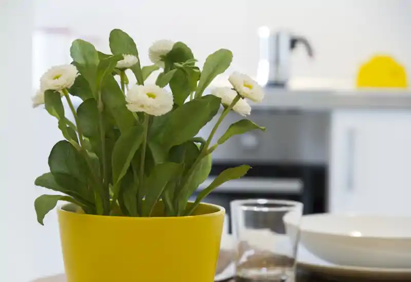 Primer plano de una mesa de cocina moderna con una planta en maceta amarilla en primer plano y muebles y vajilla desenfocados al fondo — toma luminosa y acogedora.