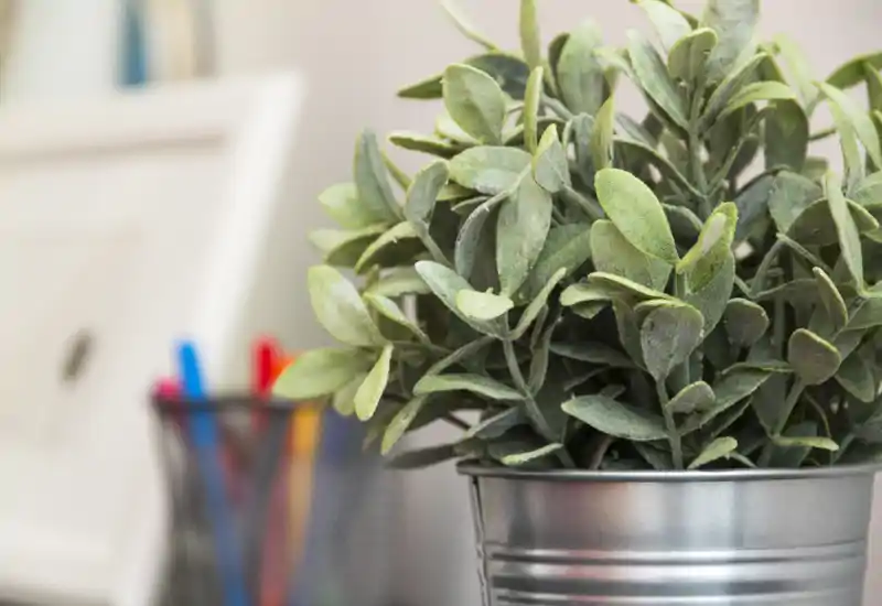 Gros plan d'une plante décorative en pot métallique, photographiée sur un bureau avec des porte‑stylos flous en arrière‑plan.