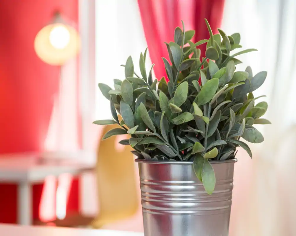 Primer plano de una planta en maceta decorativa en una maceta metálica con un fondo interior desenfocado; útil como detalle pero no se puede identificar el tipo de habitación.