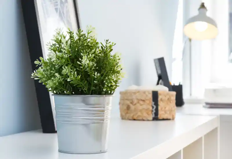 Primo piano di una pianta in vaso decorativa su una mensola bianca vicino a una finestra, ideale per un ingresso o un angolo lavoro luminoso e minimal.