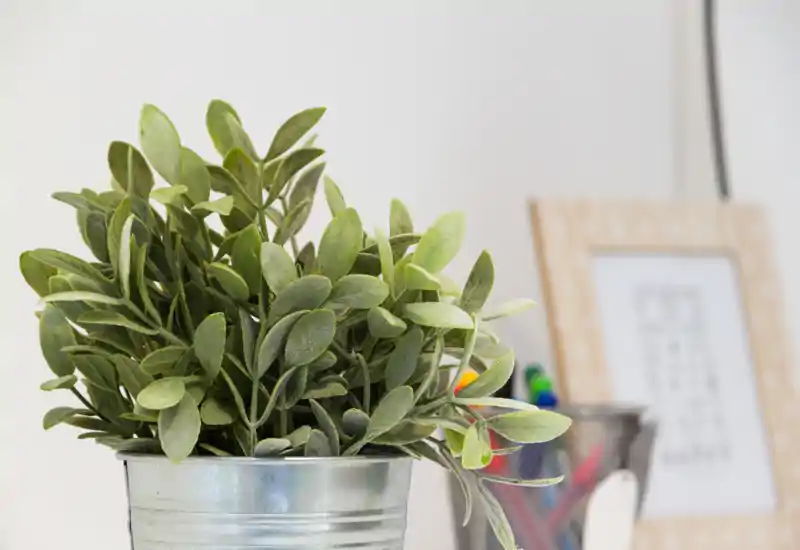 Primer plano de una planta en maceta decorativa sobre un escritorio con material de oficina y un marco desenfocado al fondo. La imagen destaca un accesorio de escritorio en lugar de una habitación completa.