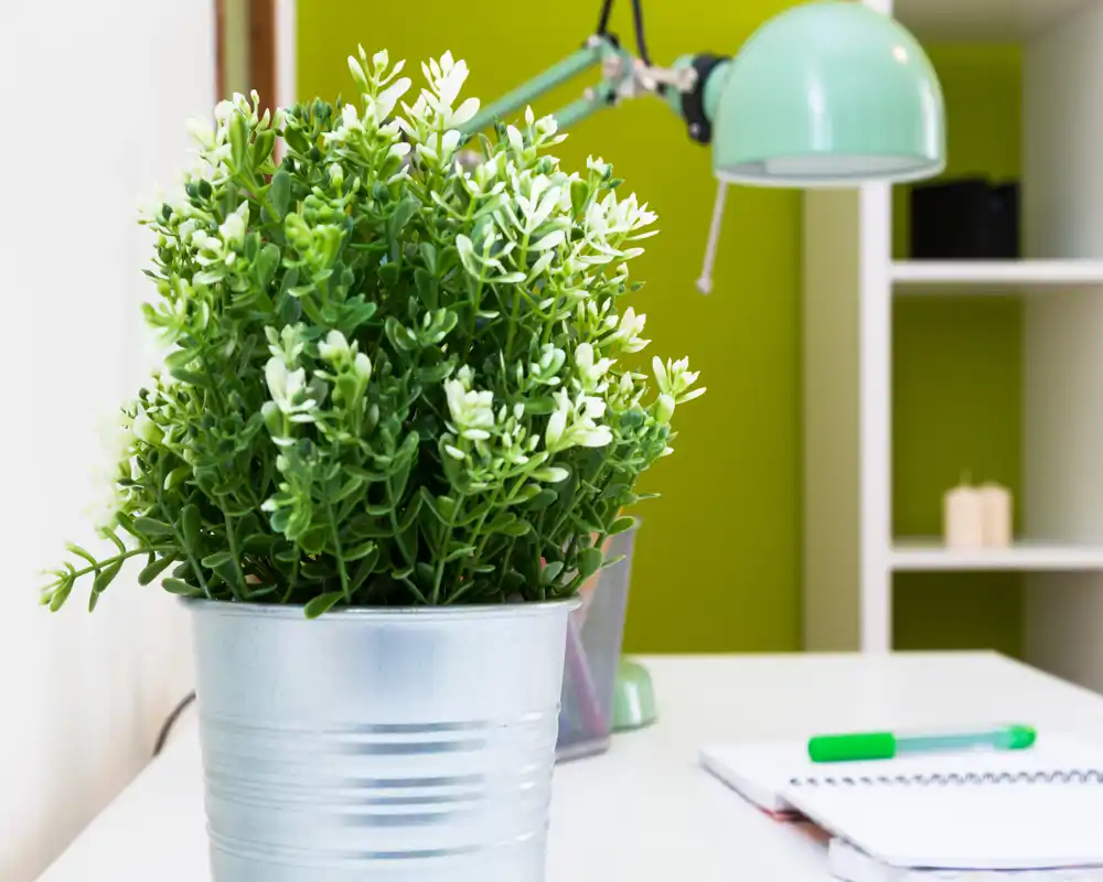 Close-up of a bright workspace corner with a potted decorative plant, a green desk lamp and a notebook on a white surface — a fresh, well-lit living/desk vignette.