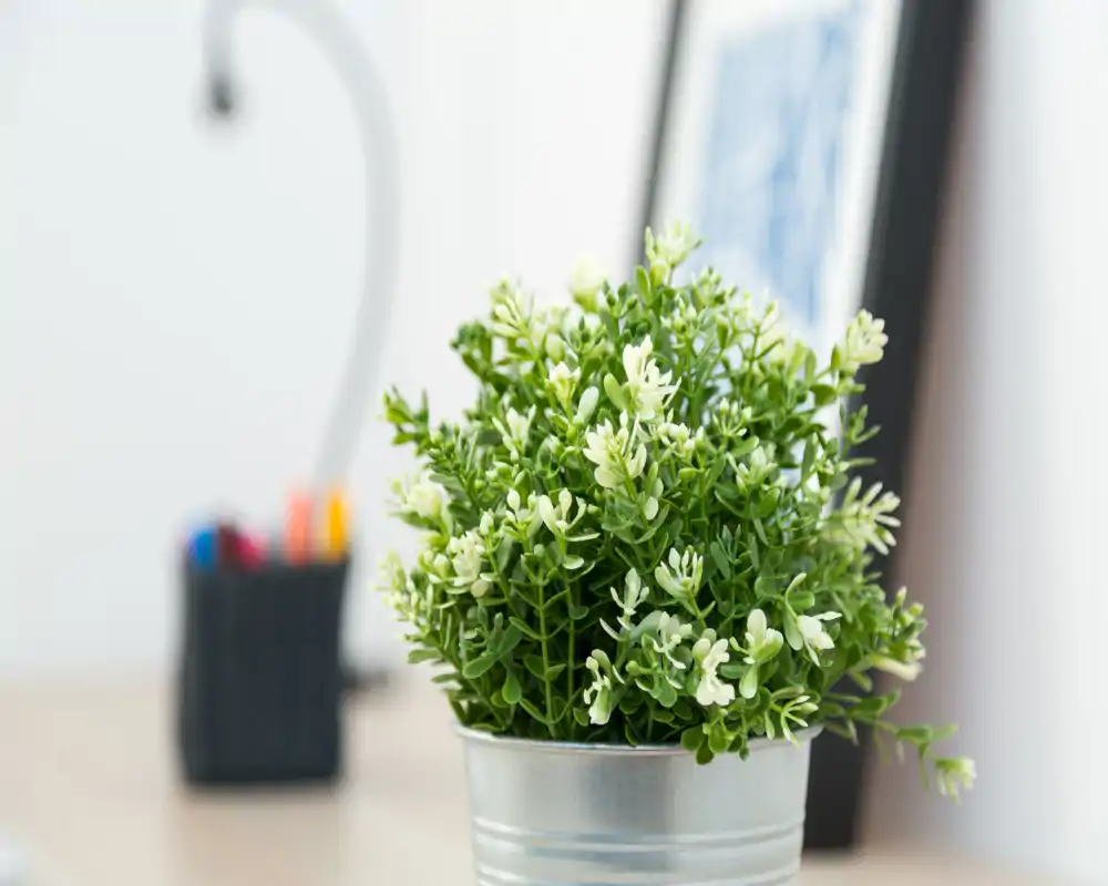 Primo piano di una pianta in vaso decorativa su un tavolo; la ridotta profondità di campo sfoca gli elementi sullo sfondo come una lampada e un portapenne.