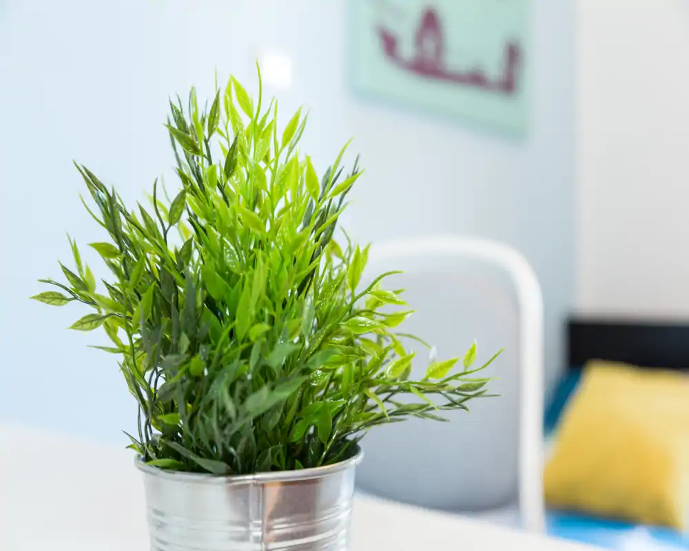 Primer plano de una planta verde en maceta sobre una superficie con fondo interior desenfocado (silla y cojín). La imagen destaca la vegetación decorativa y un ambiente interior luminoso y minimalista.