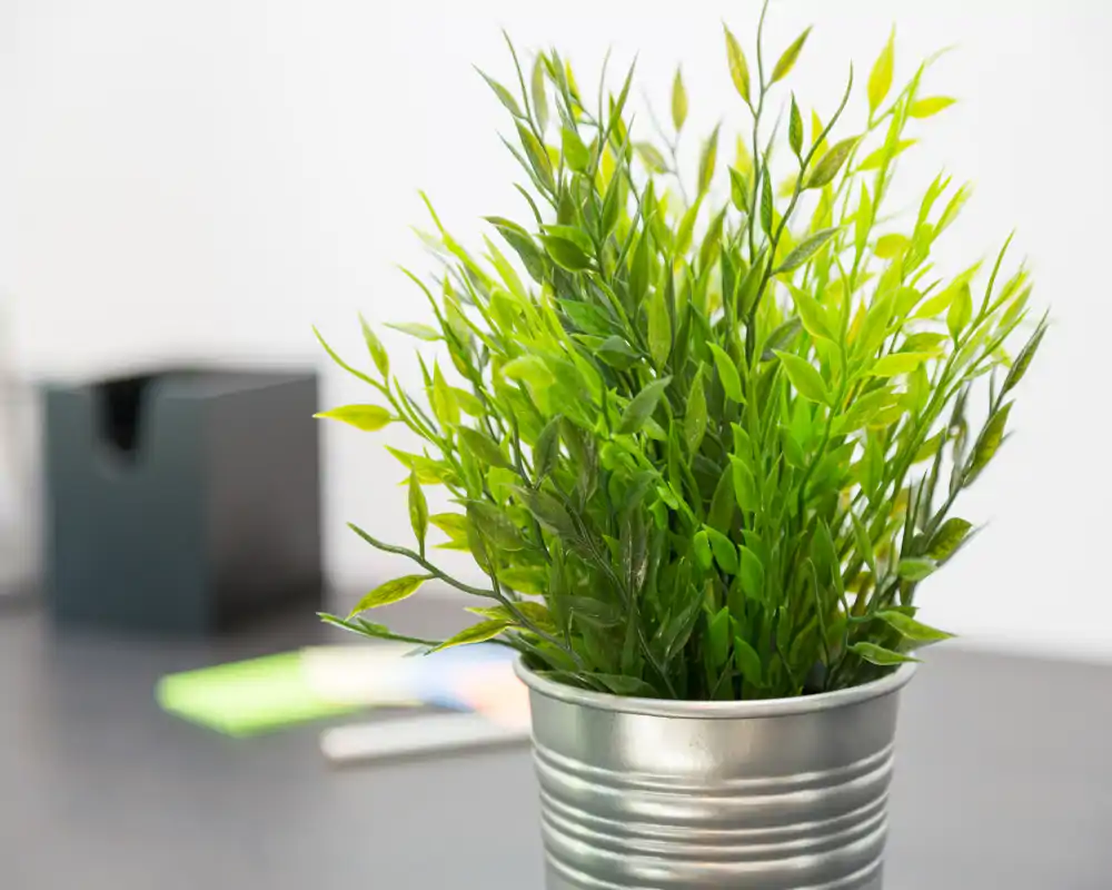 Primer plano de una planta en maceta decorativa sobre una mesa con fondo desenfocado; no se ve una habitación completa.