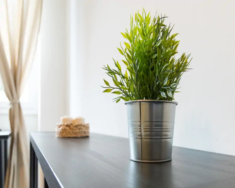 Close-up of a decorative potted plant on a dark tabletop with soft natural light from a nearby window.