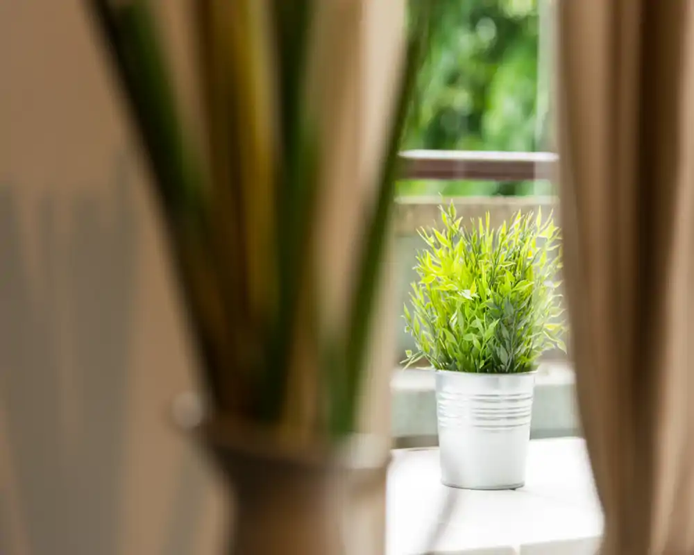 A small potted plant on a balcony ledge framed by curtains, suggesting a bright outdoor nook with greenery.