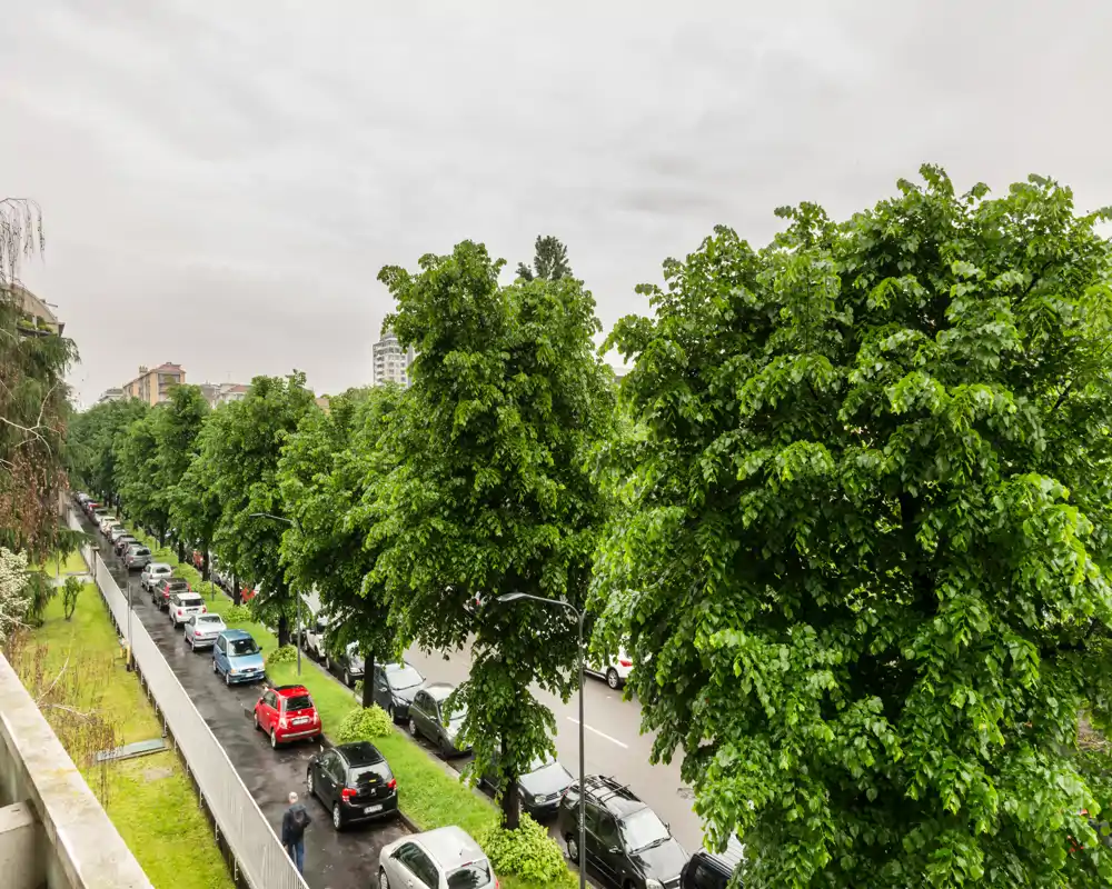 Street view from a balcony showing a tree-lined avenue with parked cars and a sidewalk on a cloudy day.