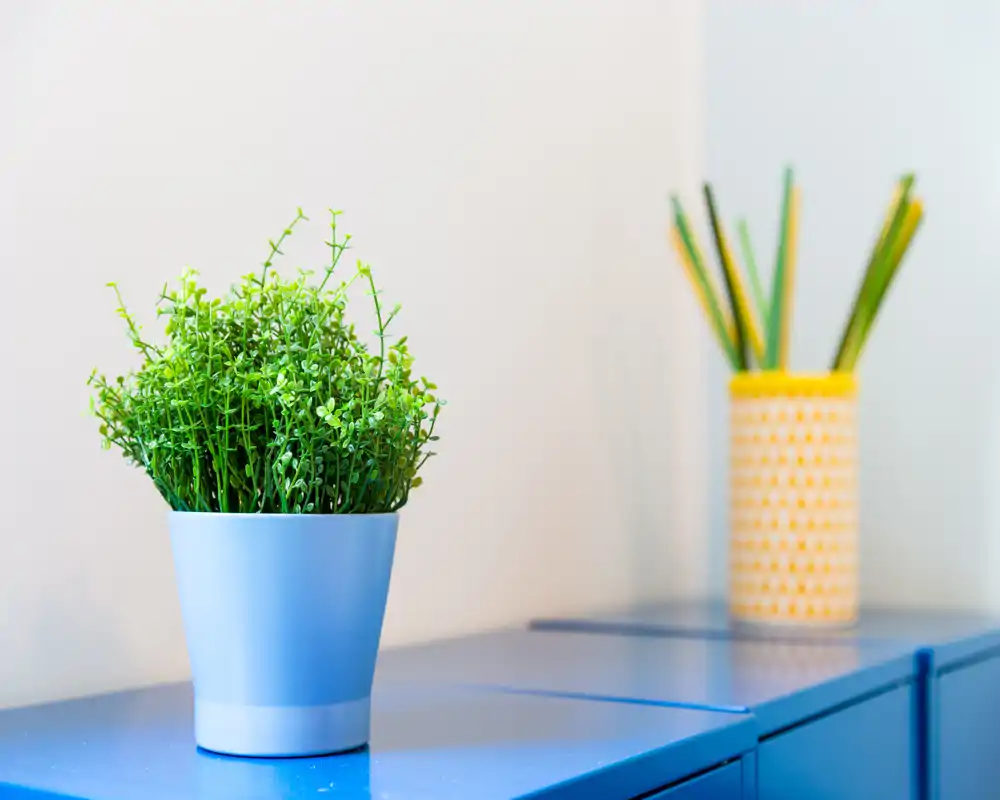 Primo piano di un angolo decorativo su un piano: una piccola pianta verde in un vaso blu e sullo sfondo un porta-matite sfocato su una superficie blu contro una parete chiara.
