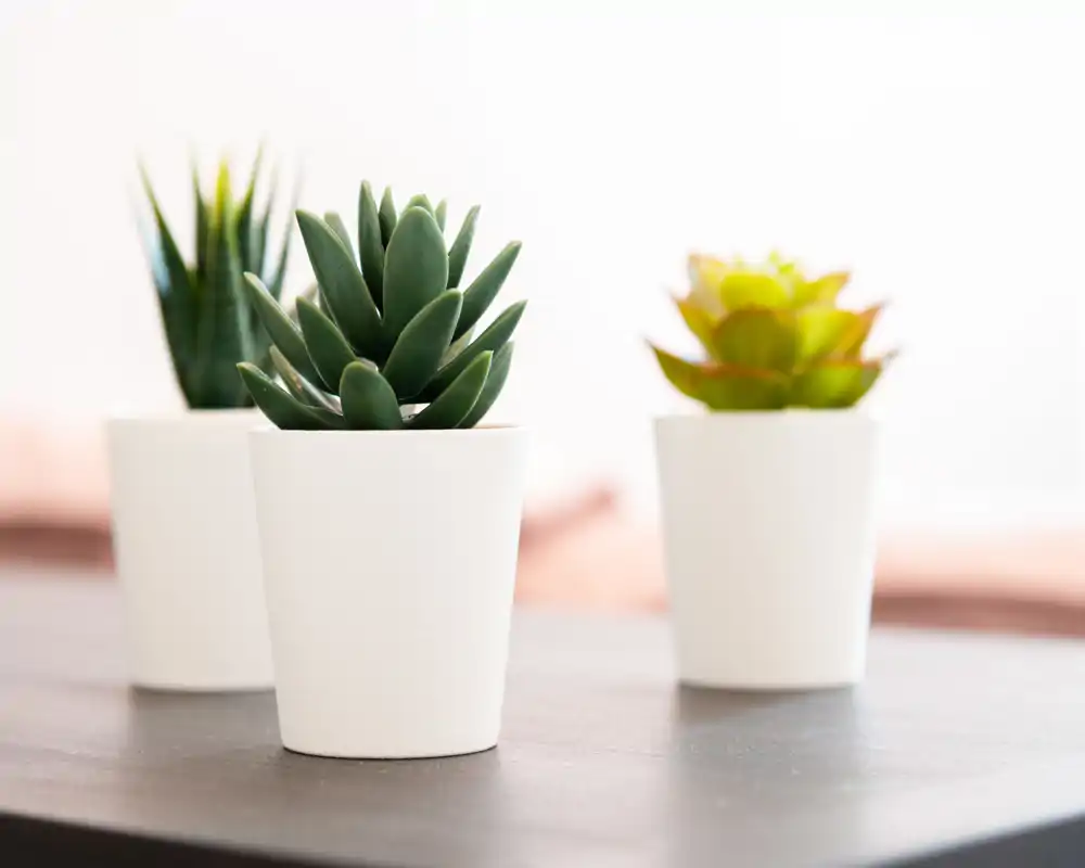 Primer plano de tres pequeñas suculentas en maceta sobre una mesa; estilo neutro y minimalista, ideal como imagen decorativa.