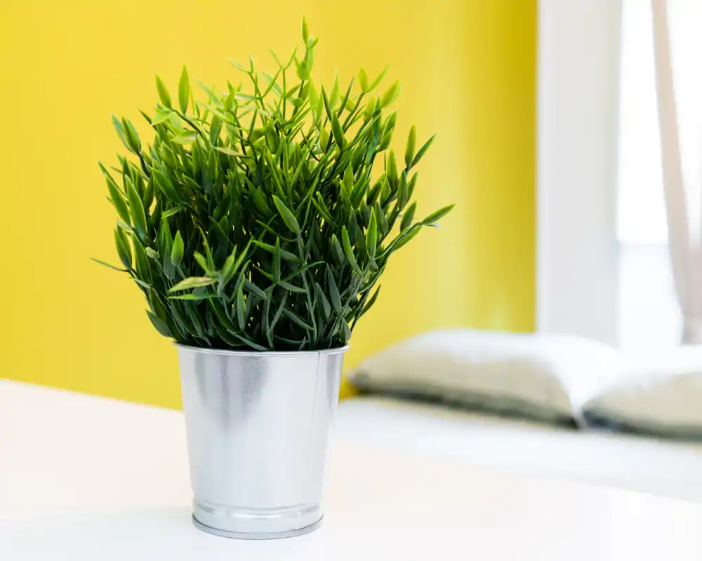 Gros plan d'une plante en pot décorative sur une table, mur jaune lumineux et un lit aux oreillers doucement floutés en arrière‑plan.