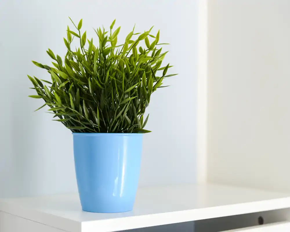 Primer plano de una planta decorativa en una maceta azul brillante sobre una estantería blanca: un detalle de decoración útil para fotos de anuncio.