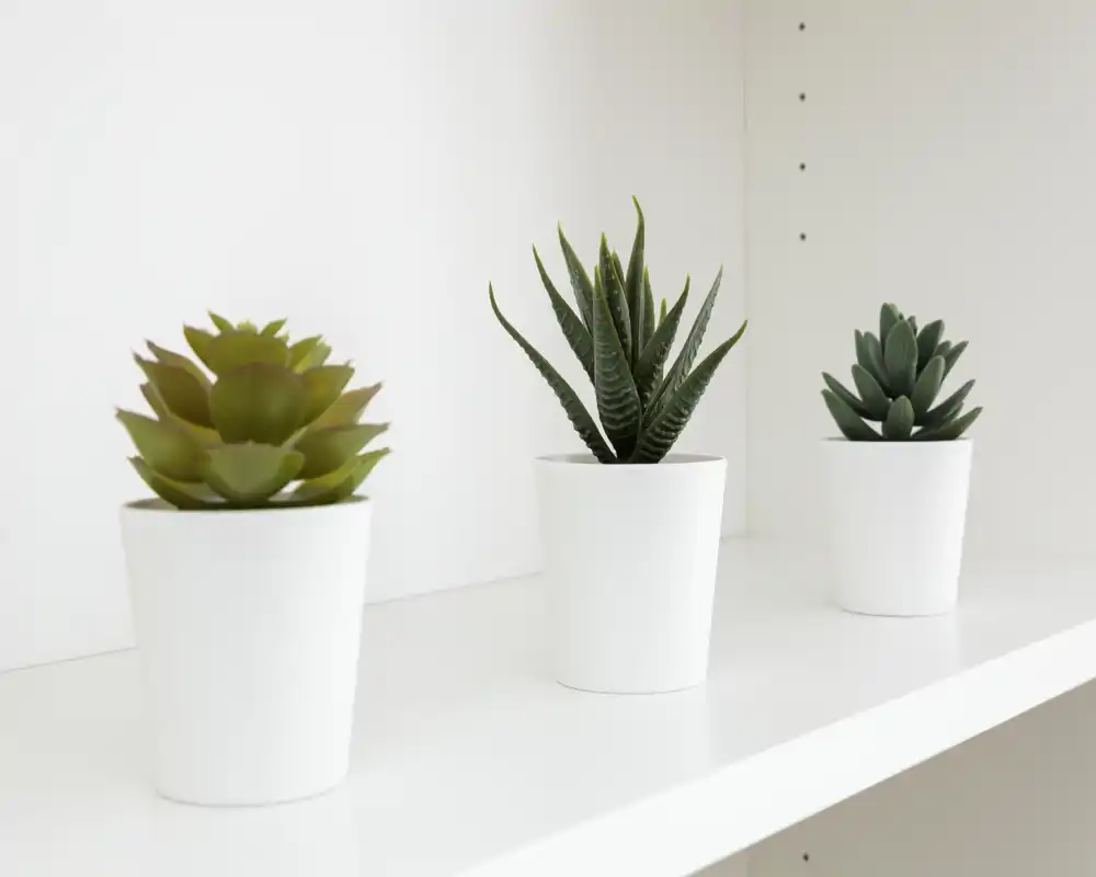 Three small potted succulents on a white shelf against a white background; minimal decorative detail focused on plants.