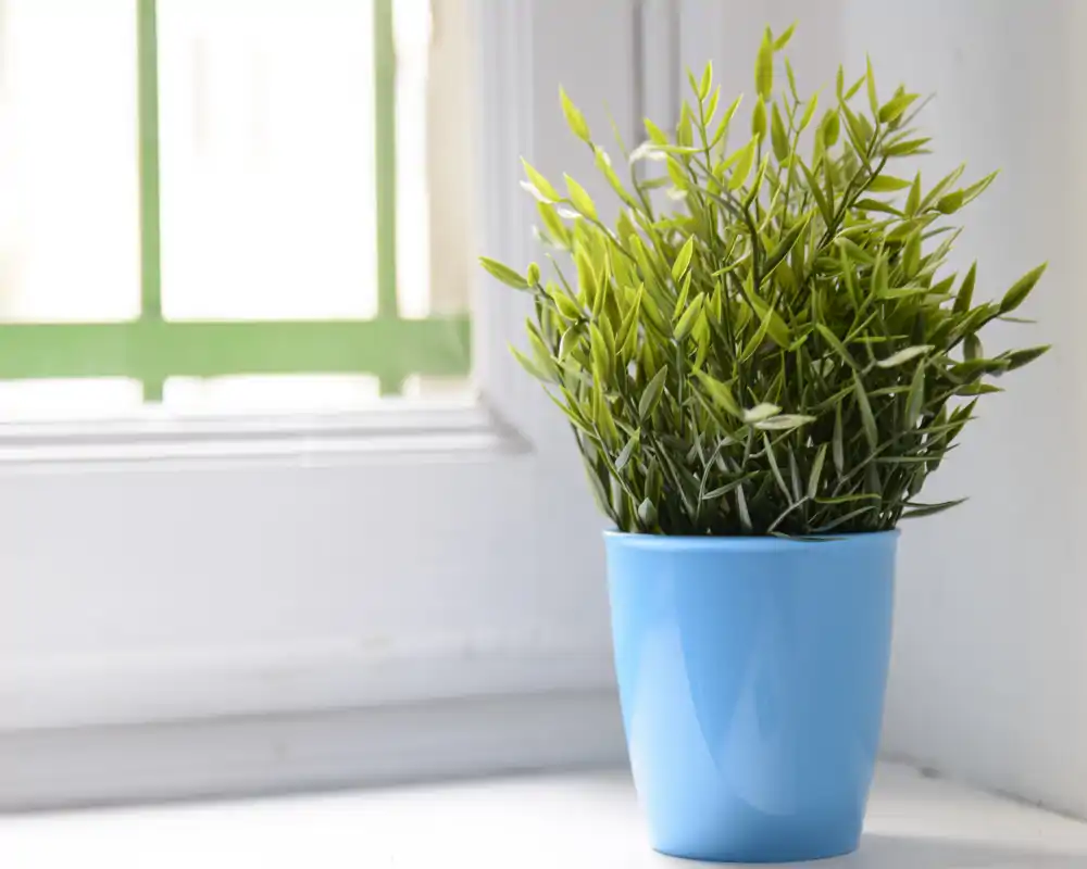 Gros plan d'une petite plante en pot sur le rebord de la fenêtre ; l'image met l'accent sur le pot décoratif et le feuillage plutôt que sur une pièce entière.
