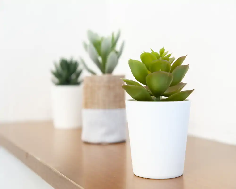Gros plan de succulentes en pot sur une étagère en bois devant un mur blanc — un détail décoratif utile pour illustrer l'ambiance d'une annonce.