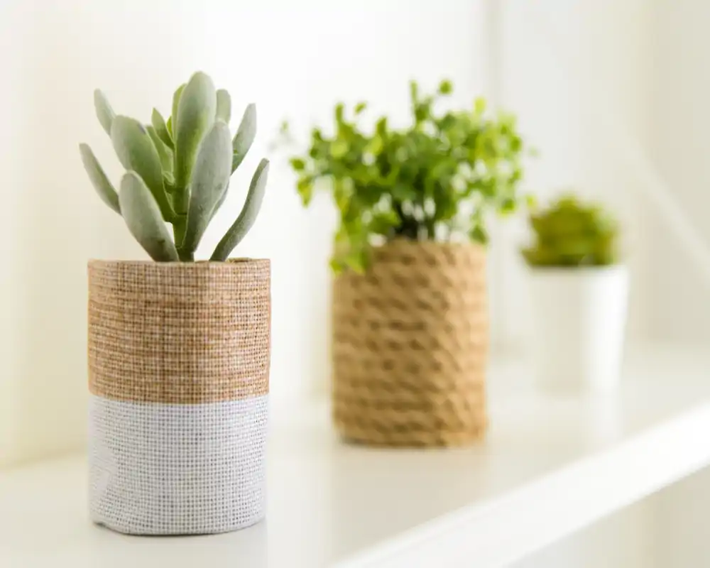 Primo piano di tre piccole piante in vaso decorative su una mensola bianca; foto dettaglio d'arredo minimalista.