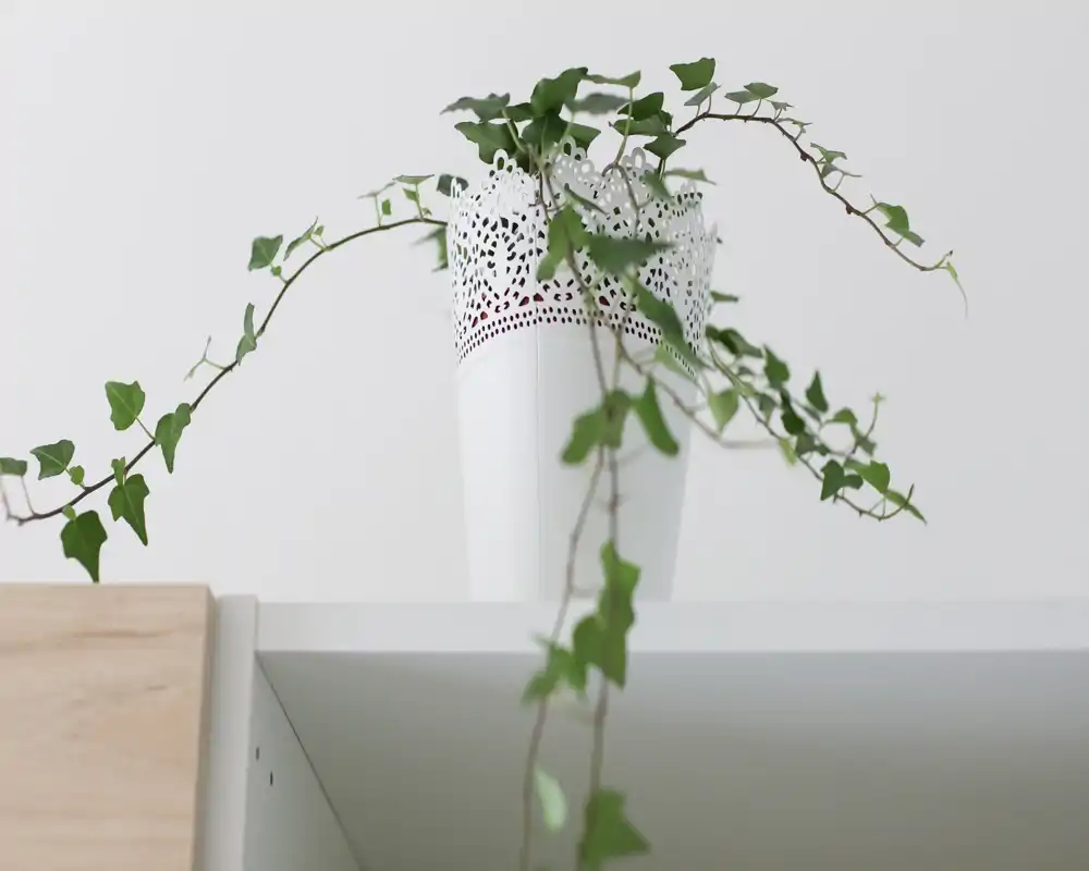 Primer plano de una maceta decorativa blanca con una planta trepadora sobre una estantería frente a una pared blanca. La imagen destaca las hojas de la planta y los detalles del macetero en una composición minimalista y luminosa.