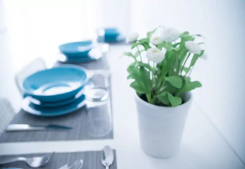 Bright, styled dining table with blue plates and a potted floral centerpiece, photographed with a soft shallow focus for a modern, inviting look.