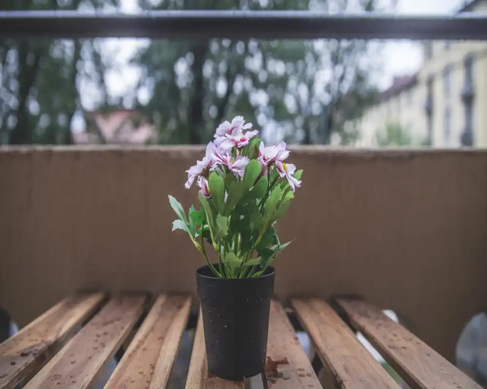 Primo piano di una pianta in vaso con fiori su un tavolo del balcone e sullo sfondo alberi e strada sfocati: ideale per mettere in evidenza un dettaglio del terrazzo.