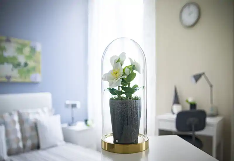 A bright, softly styled bedroom corner with a decorative glass-cloche plant in the foreground, a comfortable bed with patterned cushions and a bedside lamp visible in the background.