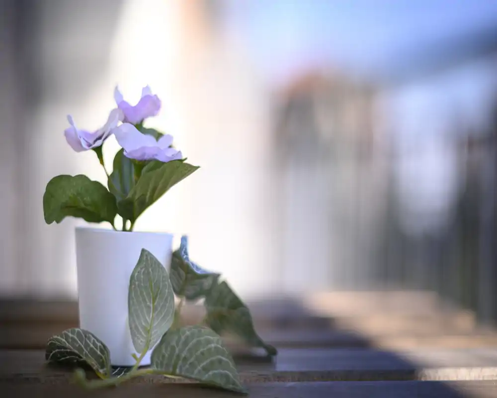 A small potted plant on a wooden surface with a softly blurred outdoor background, suggesting a balcony or terrace setting.