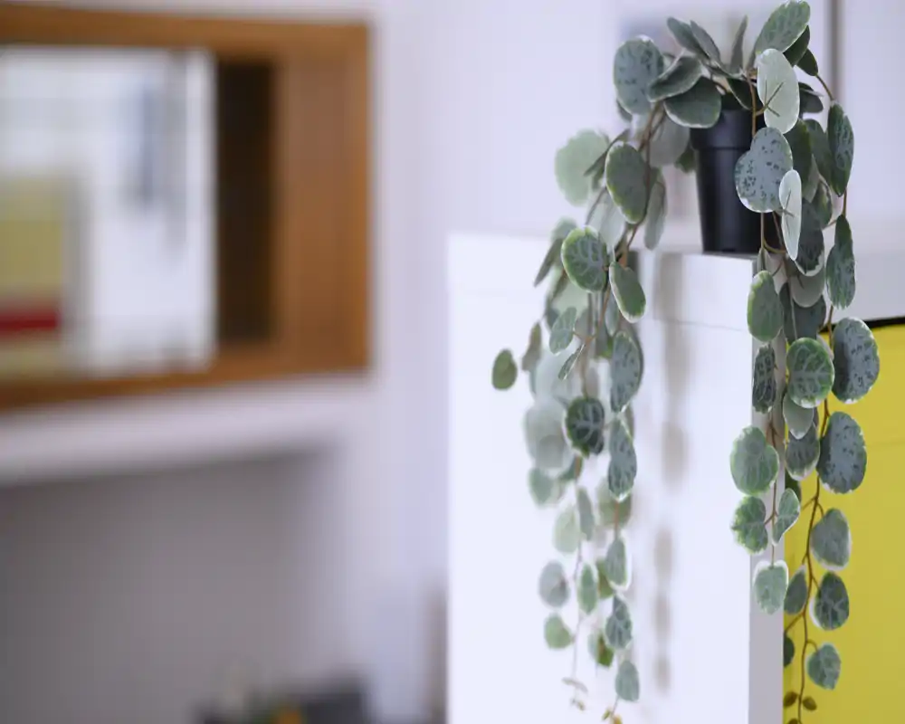 La imagen se centra en una planta colgante en una superficie blanca con el fondo interior desenfocado; no muestra claramente una habitación completa (cama, cocina, salón o baño) por lo que no puede clasificarse de forma fiable como un tipo de habitación para un anuncio.