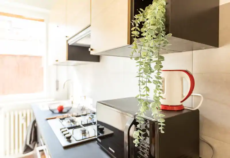 Cuisine moderne compacte avec plaque à gaz, micro-ondes et bouilloire électrique, lumière naturelle abondante depuis une grande fenêtre et une plante suspendue qui apporte une touche chaleureuse.