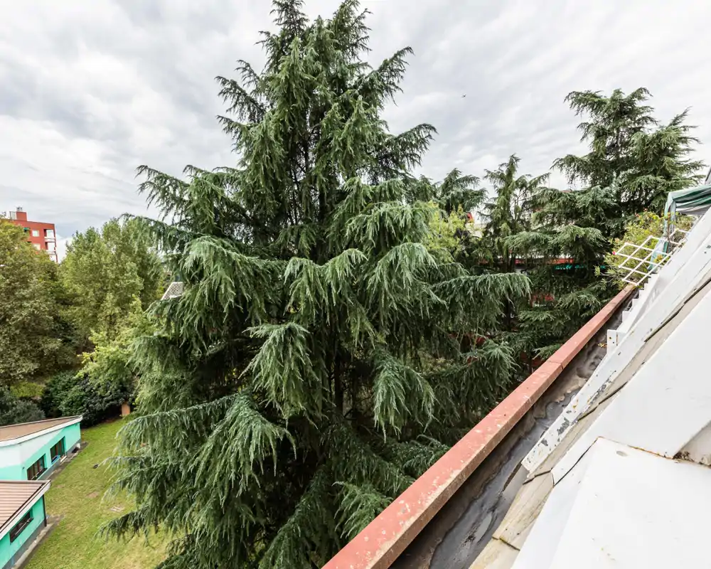 Vista da un tetto/terrazza su alti alberi sempreverdi e un piccolo prato; perfetta per annunci che enfatizzano il contesto verde e la vista esterna.