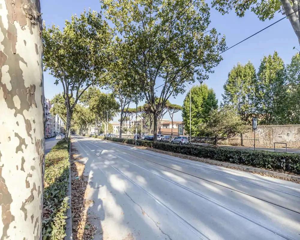 Sunlit tree-lined street with tram tracks, a low hedge median and parked cars — bright, airy outdoor view ideal for showcasing the neighbourhood.